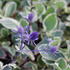 Eryngium_planum_Jade_Frost_3.jpg