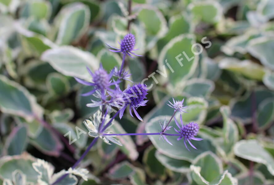Máčka plocholistá 'Jade Frost' - Eryngium planum 'Jade Frost'