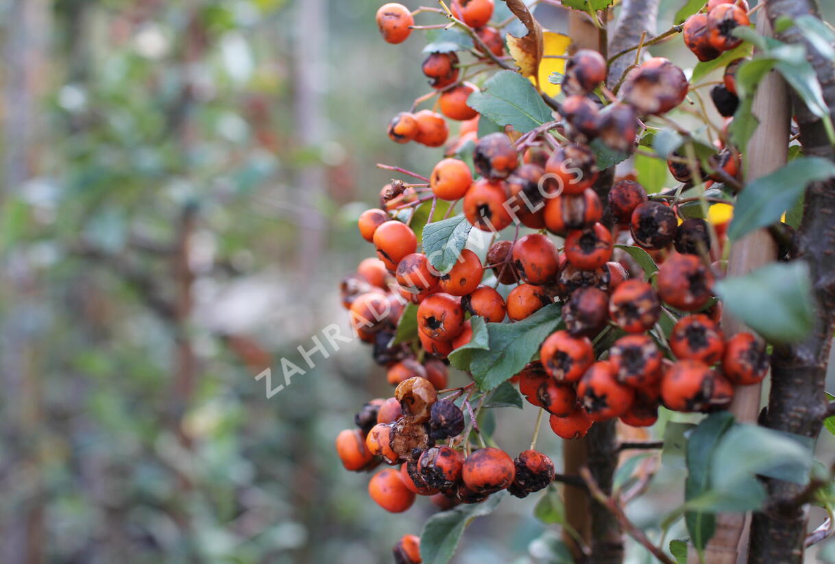 Hlohyně šarlatová 'Orange Charmer' - Pyracantha coccinea 'Orange Charmer'