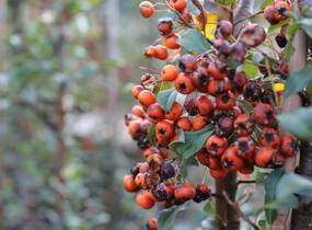 Hlohyně šarlatová 'Orange Charmer' - Pyracantha coccinea 'Orange Charmer'