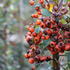 Pyracantha_coccinea_Orange_Charmer_1.jpg
