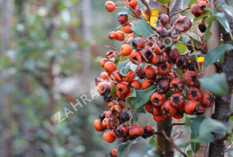 Hlohyně šarlatová 'Orange Charmer' - Pyracantha coccinea 'Orange Charmer'