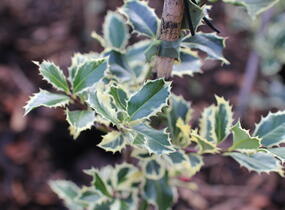 Cesmína obecná 'Silver Queen' - Ilex aquifolium 'Silver Queen'
