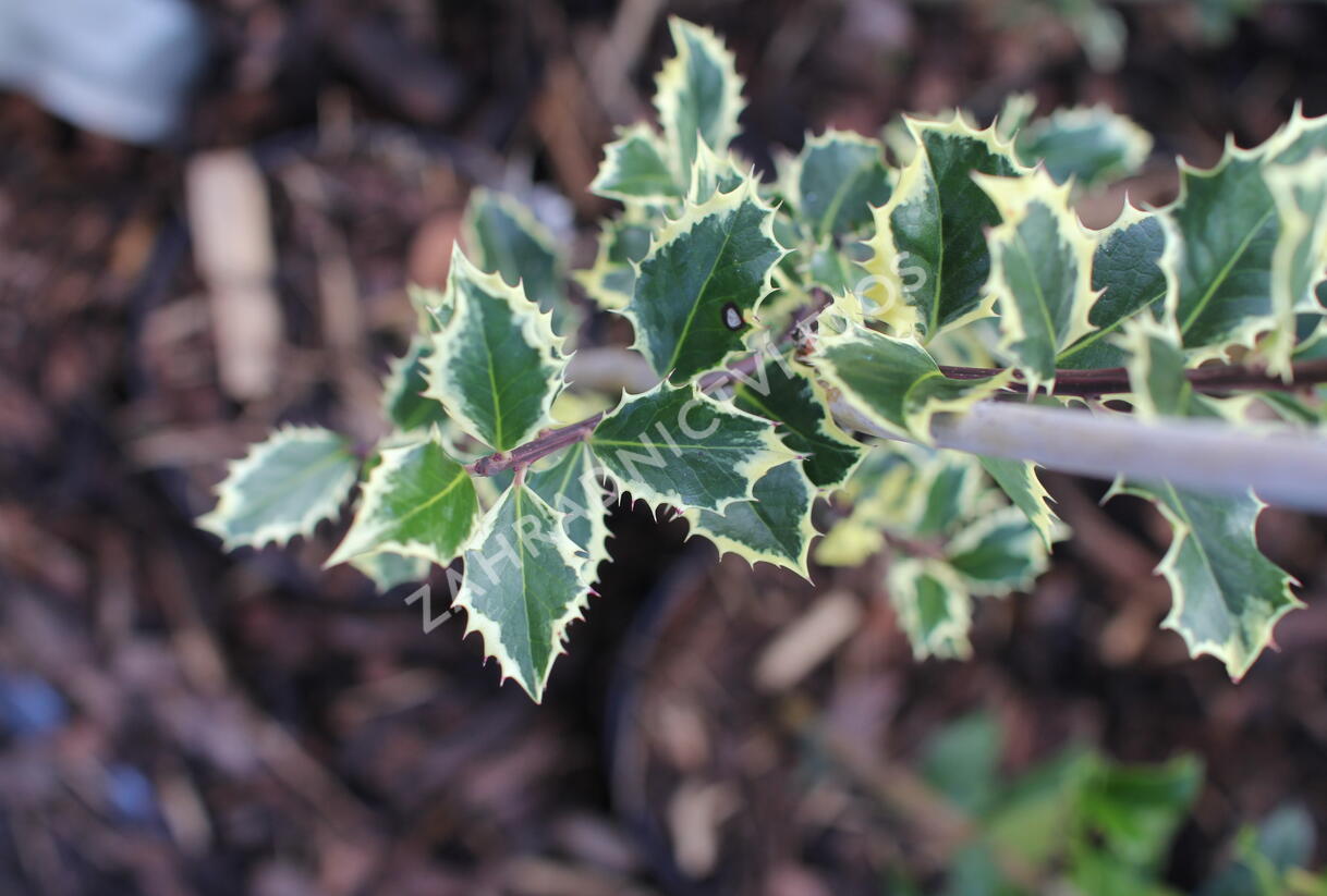 Cesmína obecná 'Silver Queen' - Ilex aquifolium 'Silver Queen'