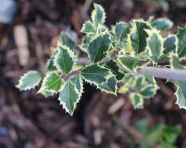 Cesmína obecná 'Silver Queen'