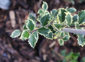 Cesmína obecná 'Silver Queen' - Ilex aquifolium 'Silver Queen'