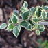Ilex_aquifolium_Silver_Queen_2.jpg
