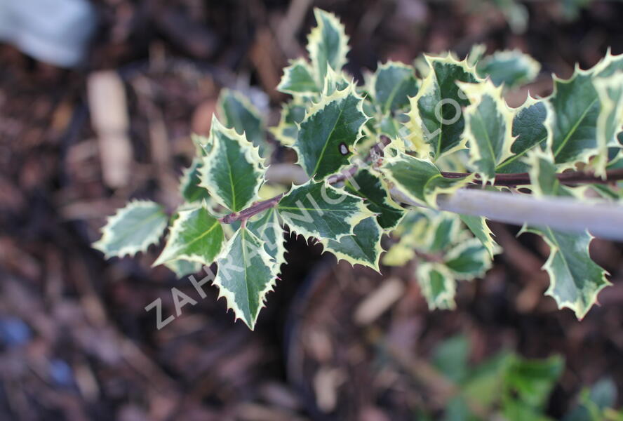 Cesmína obecná 'Silver Queen' - Ilex aquifolium 'Silver Queen'