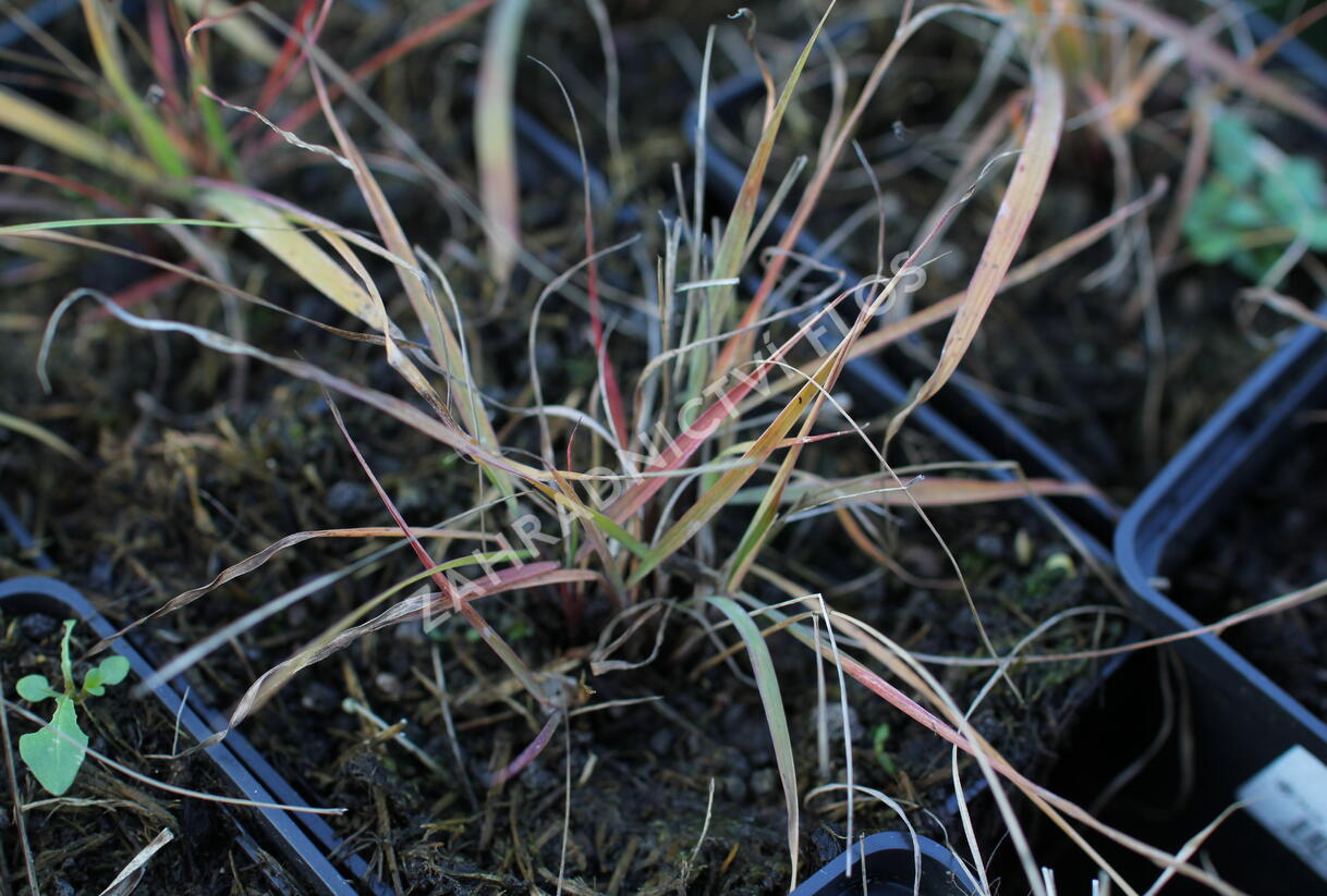 Indiánská tráva - Sorghastrum nutans