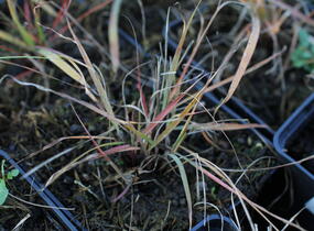 Indiánská tráva - Sorghastrum nutans