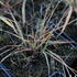 Sorghastrum_nutans_1.jpg