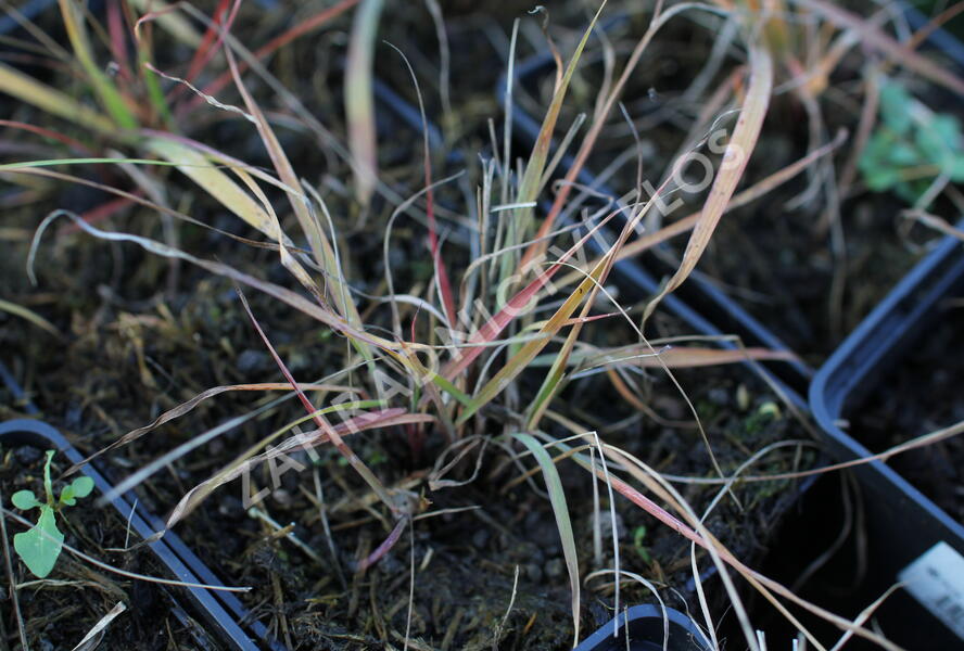Indiánská tráva - Sorghastrum nutans