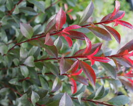 Blýskavka Fraserova 'Carré Rouge' ('Mandarin')