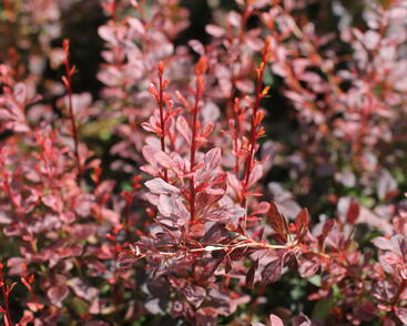 Berberis thunbergii 'Rosy Rocket'_1.JPG