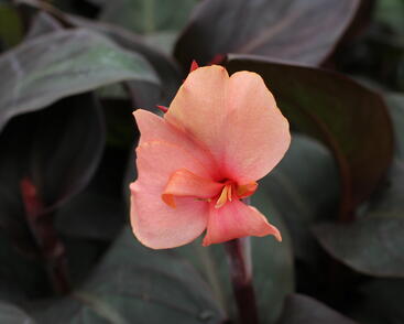 Canna indica 'Cannova F1 Bronze Peach'.JPG