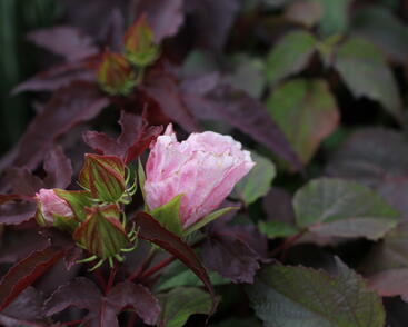 Hibiscus moscheutos Plum Crazy_1.JPG