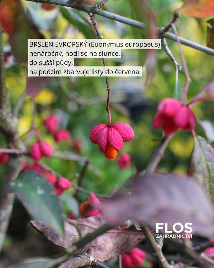 okrasné plody